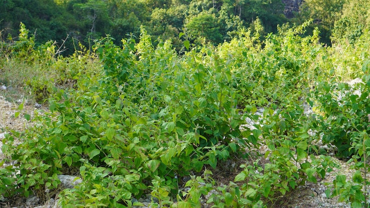 un campo con una planta que tiene muchas hojas verdes