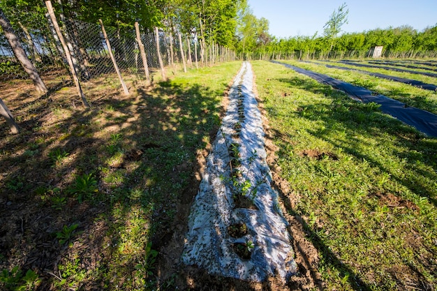 Campo de plantación de arándanos en la granja en Georgia