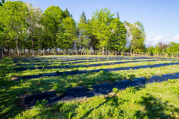 Campo de plantación de arándanos en la granja en Samegrelo Georgia