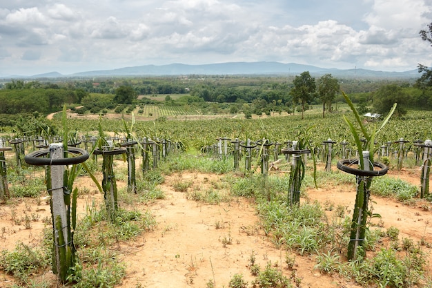 campo de plantación de árboles frutales (fruta del dragón)