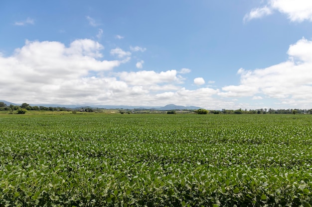 Campo de plantación con cielo azul