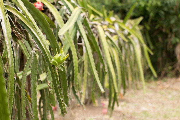 Campo de plantación de dragones en Tailandia, esta es la fruta favorita en Asia