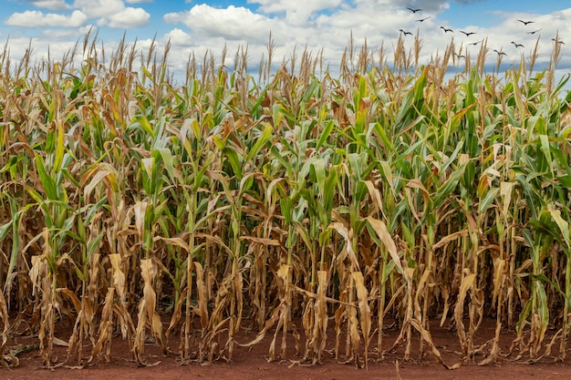 Campo de plantación de maíz, alimento para animales y humanos.