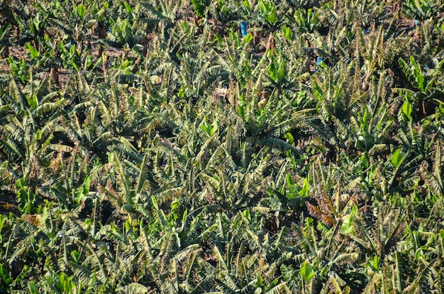 Campo de plantación de plátanos