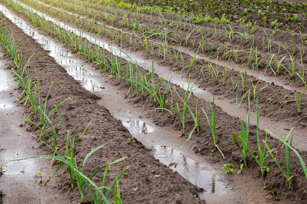 Un campo plantado con plántulas de puerro jóvenes después de fuertes lluvias Filas de campos agrícolas en un día soleado de verano Agroindustria Agricultura paisaje agrícola Cultivo de verduras al aire libre en campo abierto