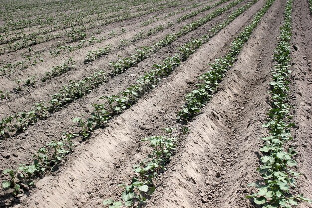 Foto un campo de plantas de algodón que brotan en uzbekistán