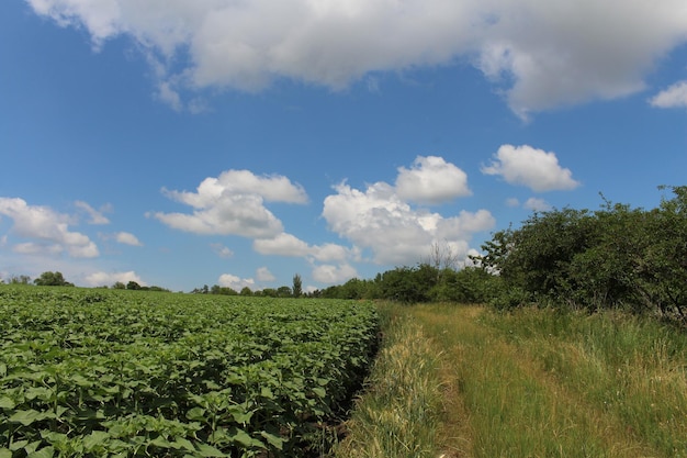 Un campo de plantas y árboles.