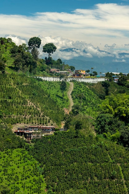 Campo de plantas de café en Manizales Caldas Antioquia Colombia