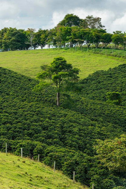 Foto campo de plantas de café en pereira risaralda colombia