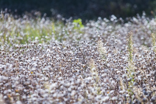 Campo con plantas esponjosas blancas