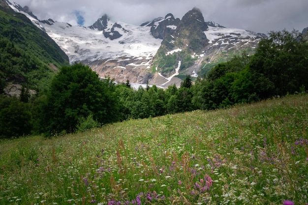 Campo con plantas con flores hierbas y flores en Dombai