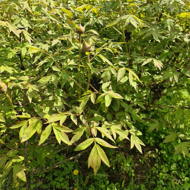 Un campo de plantas con una hoja verde que dice "salvaje".