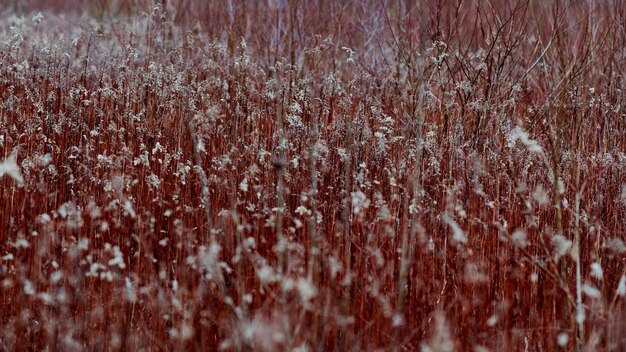 Campo de plantas con largos tallos rojos y esponjosas flores blancas.