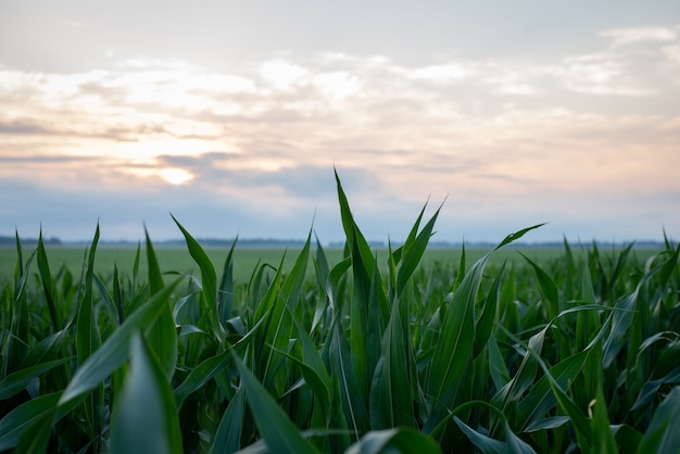 Campo de plantas de maíz después de la puesta de sol.