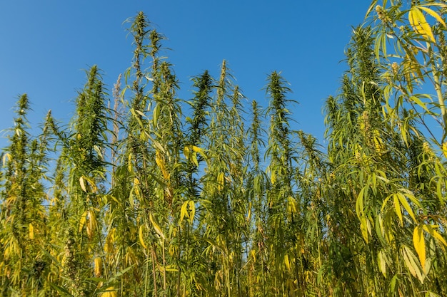 Campo de plantas de marihuana cannabis verde