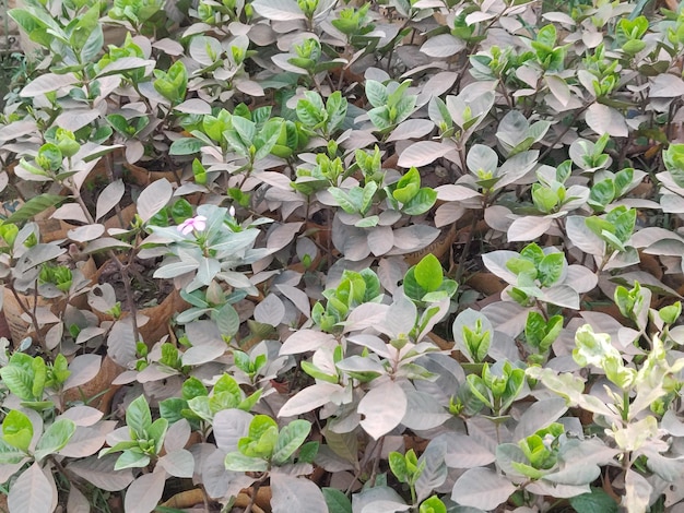 Un campo de plantas moradas y verdes con hojas y la palabra "kale" en la parte inferior.