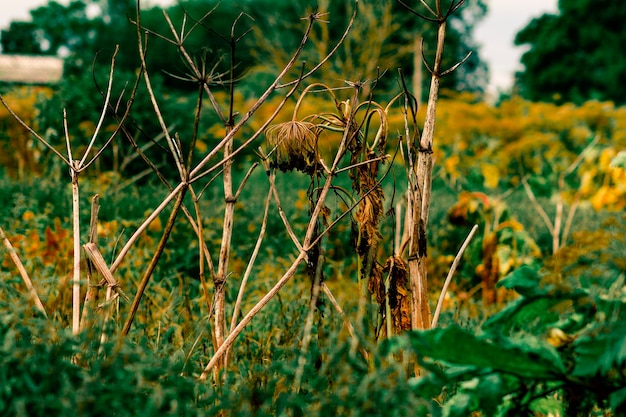 Foto un campo de plantas con una planta en medio