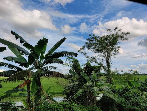 Campo de plantas verdes bajo nubes blancas y cielo azul. Maravilloso entorno de las zonas rurales de Bangladesh.