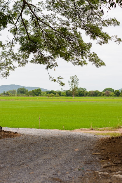 Campo de plántulas de arroz