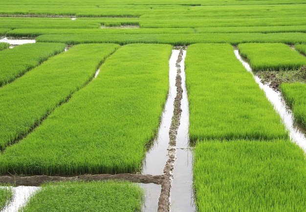 Campo de plántulas de arroz