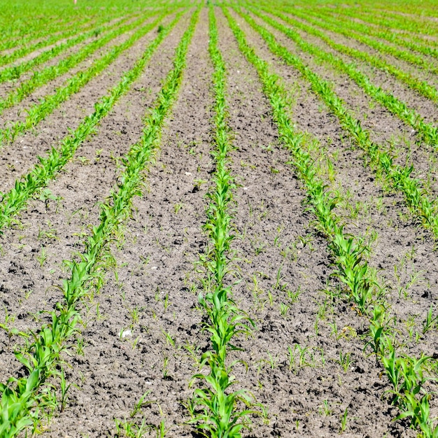 Foto campo de plántulas de maíz maíz joven en el campo