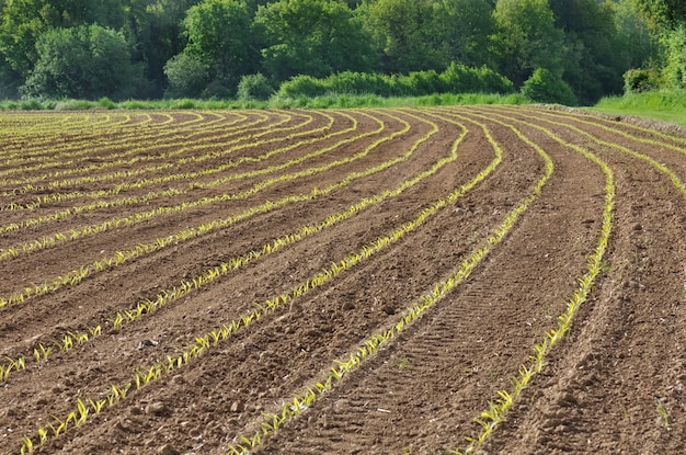 Campo de plántulas de maíz