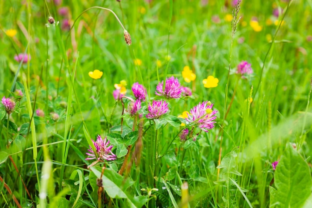 campo de pradera de primavera