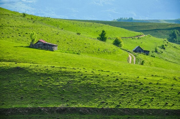 El campo de prados verdes en Transilvania