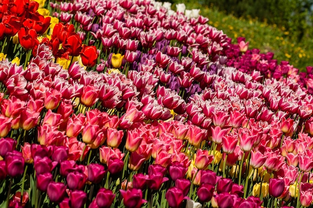 Campo de primavera de coloridos tulipanes