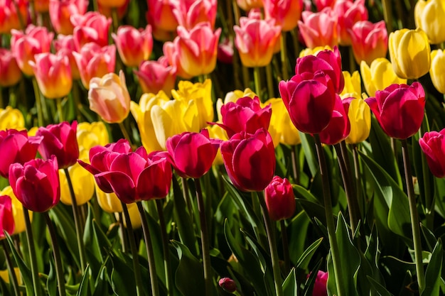 Campo de primavera de coloridos tulipanes