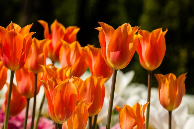 Campo de primavera de coloridos tulipanes