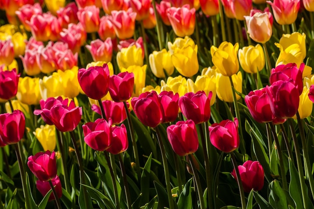 Campo de primavera de coloridos tulipanes