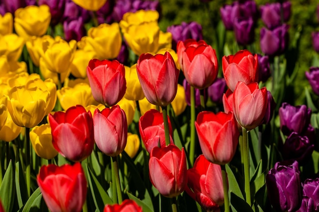 Campo de primavera de coloridos tulipanes