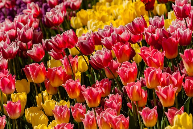 Campo de primavera de coloridos tulipanes