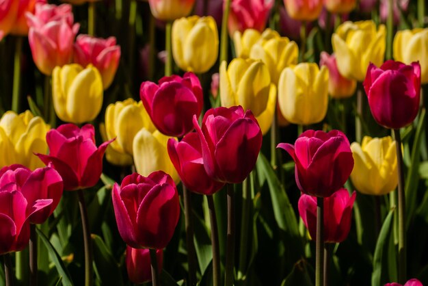 Campo de primavera de coloridos tulipanes