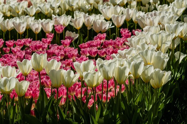 Campo de primavera de coloridos tulipanes