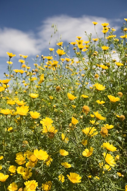 Campo de primavera de margaritas amarillas contra el cielo azul, Sicilia, Italia