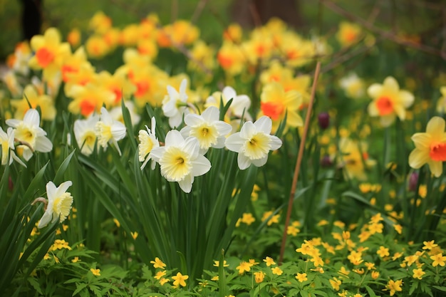 Campo de primavera de narcisos en flor