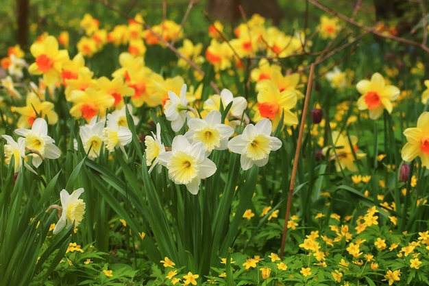 Campo de primavera de narcisos en flor.