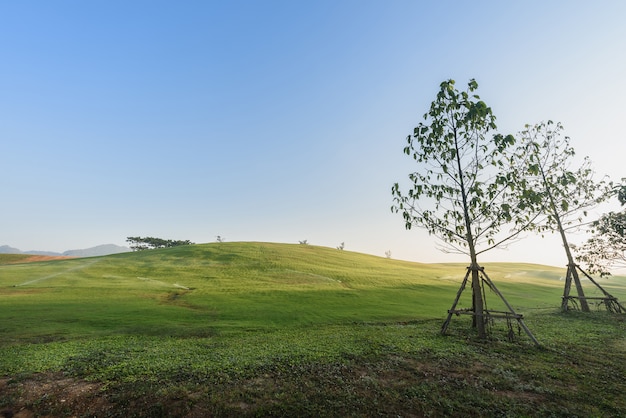 Campo de primavera verde con cielo azul