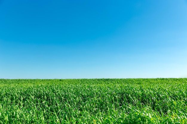 Campo de primavera verde sobre fondo de cielo azul