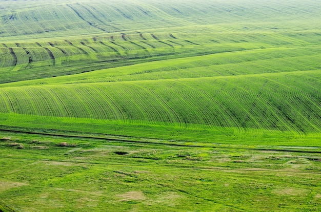 Campo de primavera. Vista desde arriba