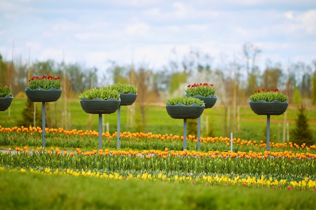 Foto campo primaveral de tulipanes