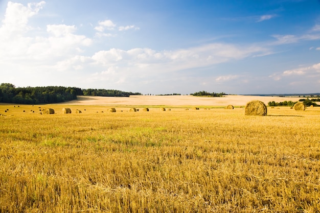 Campo, en el que se cultivan cereales durante la cosecha.