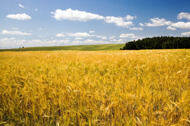 Campo, en el que se cultivan cereales durante la cosecha.