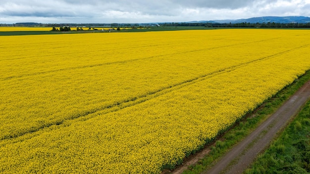 Campo de rap amarillo Vista aérea de drones Vista superior