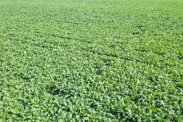 Campo de remolacha azucarera cultivada, vista superior. Vista aérea.