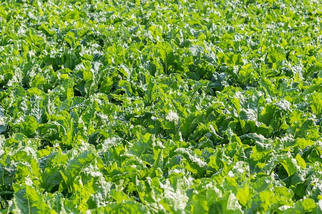 Campo de remolacha azucarera. Remolacha azucarera verde en el suelo.