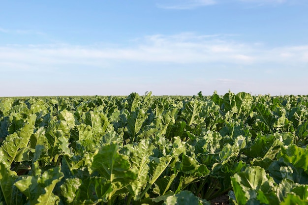 Campo con remolacha