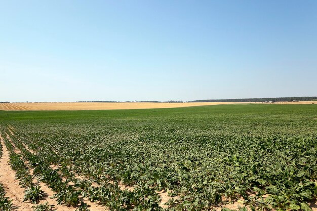 Campo con remolacha